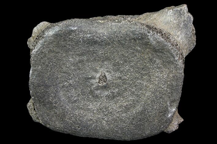 Fossil Whale Cervical Vertebra - South Carolina #85579